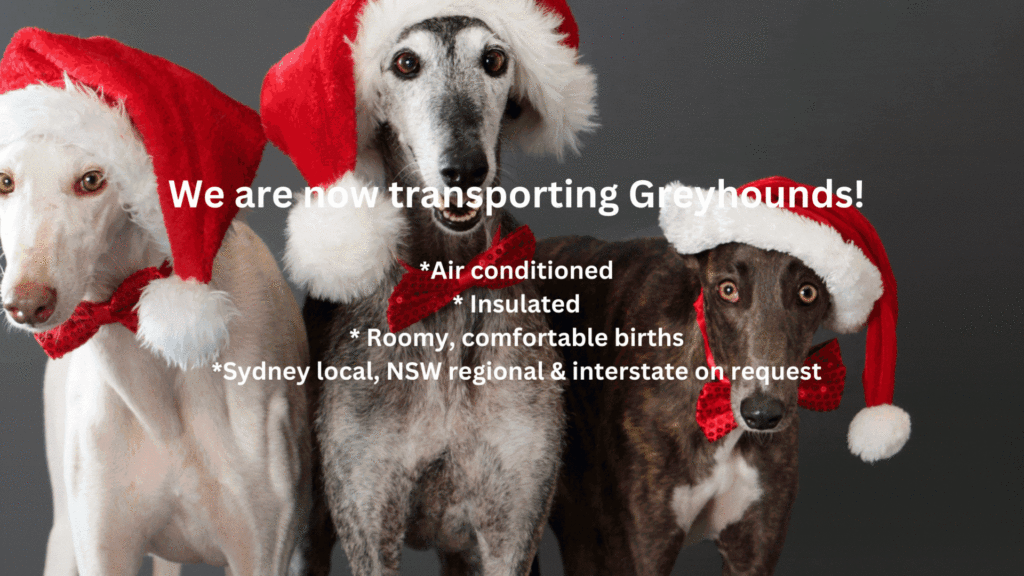 Transport of Greyhounds
